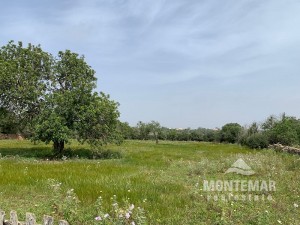 Santanyi - Parcela con proyecto presentado cerca de Mondragó